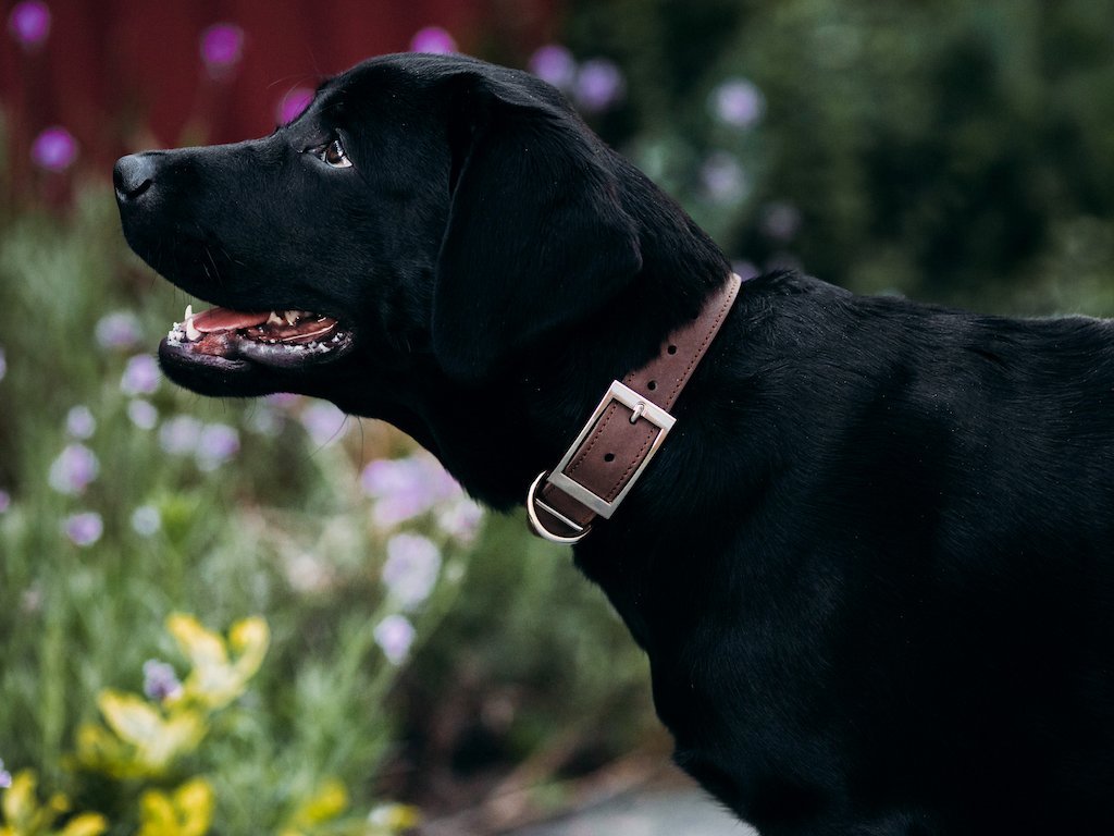 Crazy Horse Leather Dog Collar - Brown Pet collar - olpr.