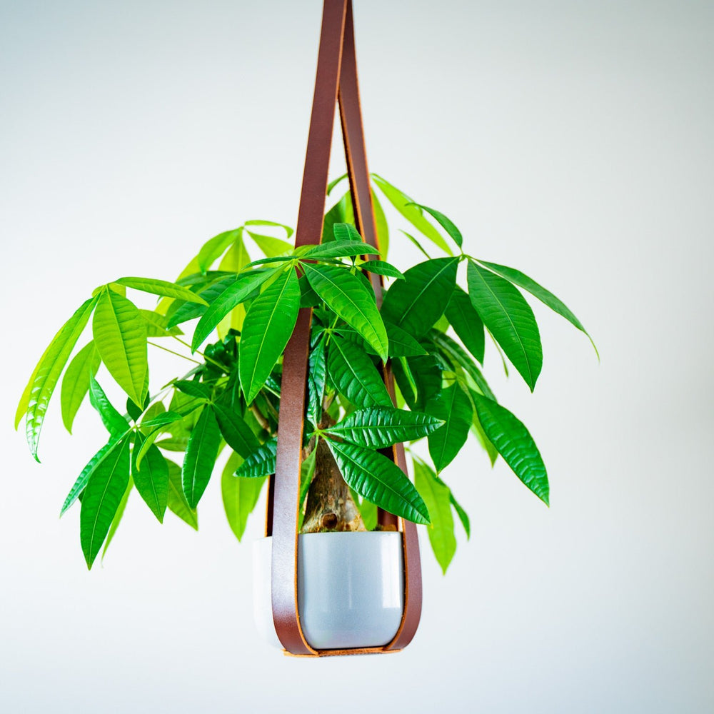 
                      
                        Leather Flower Pot Hanger - Chestnut
                      
                    
