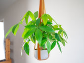 Leather Flower Pot Hanger - Natural