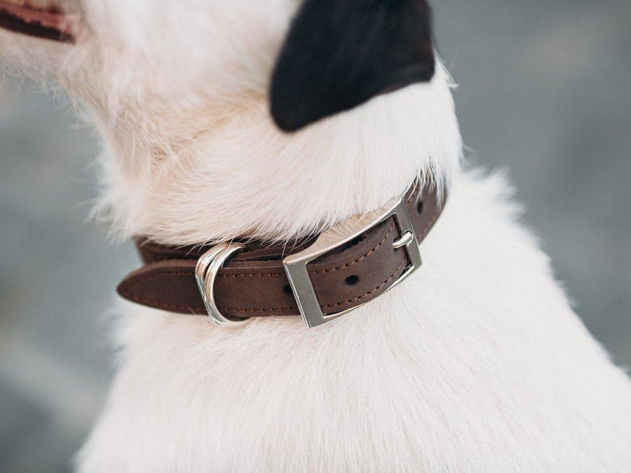 Crazy Horse Leather Dog Collar - Brown Pet collar - olpr.