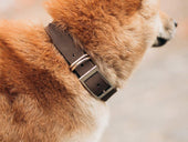 Crazy Horse Leather Dog Collar - Brown Pet collar - olpr.
