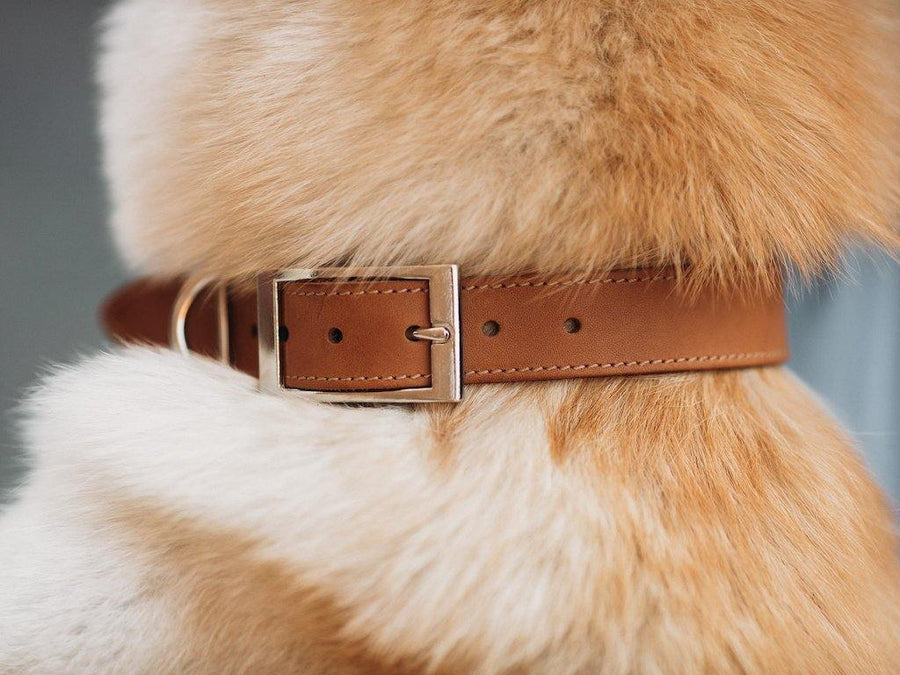 Crazy Horse Leather Dog Collar - Wheat