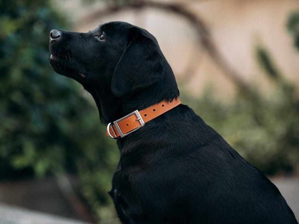 
                      
                        Crazy Horse Leather Dog Collar - Wheat Pet collar - olpr.
                      
                    